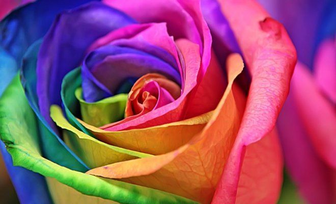 Радужные розы: цветы для искушенных